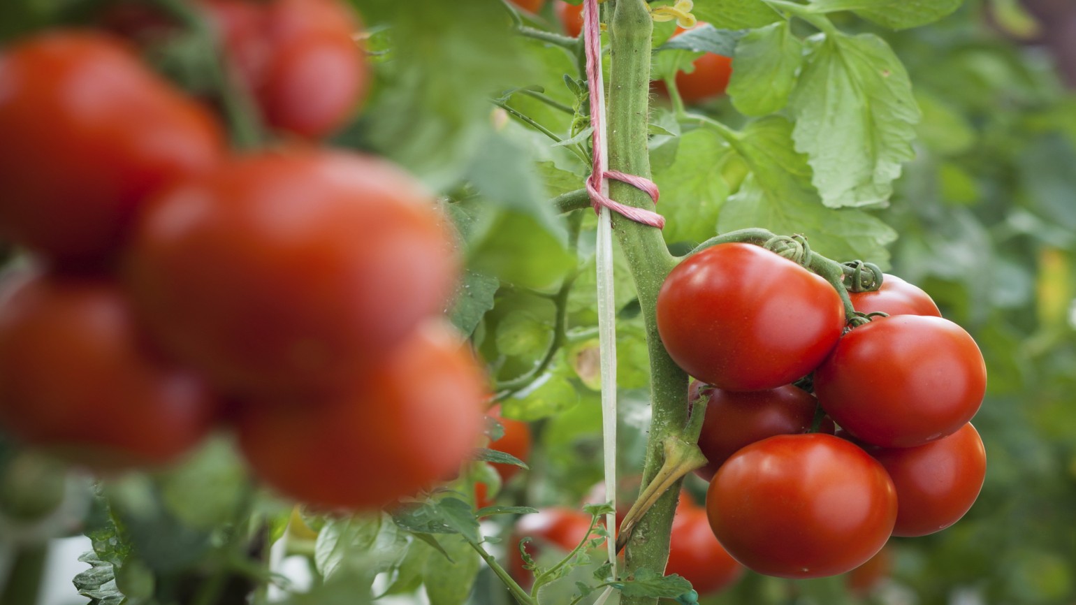 Fruiting Vegetables - BASF Agricultural Solutions UK