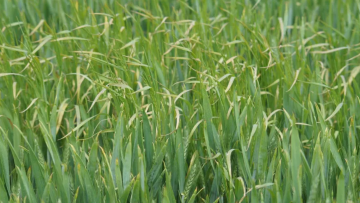 Real Results Roundtable: Battling Brome 