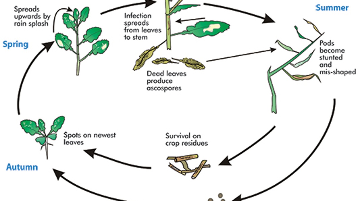 Light Leaf Spot