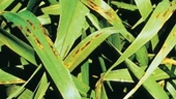 Barley Disease Control